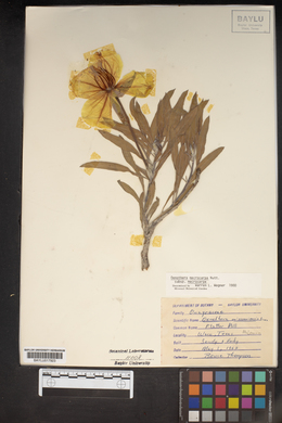 Oenothera macrocarpa subsp. macrocarpa image