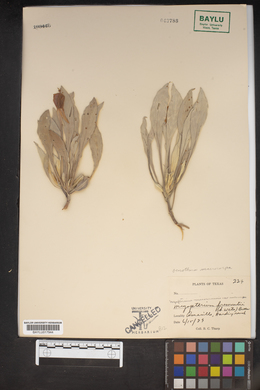 Image of Megapterium fremontii