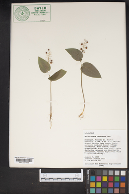 Maianthemum canadense image