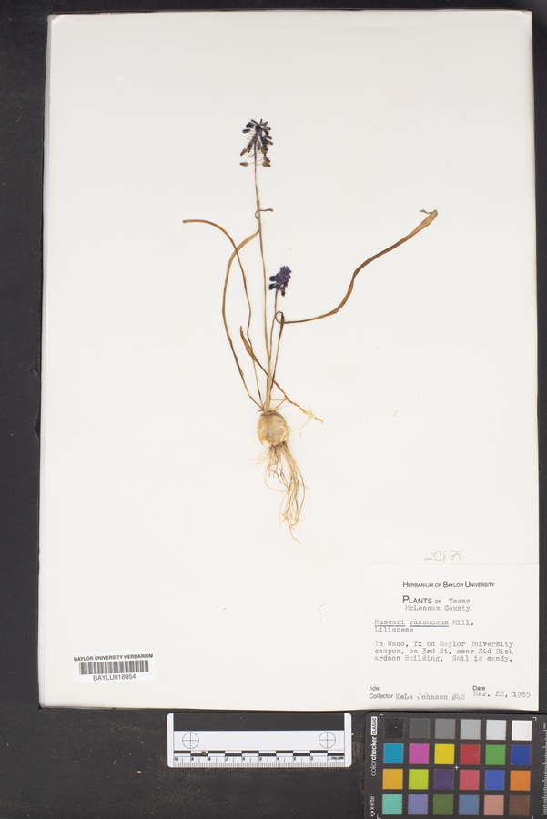 Muscari neglectum image