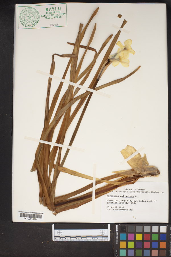 Narcissus papyraceus subsp. polyanthos image