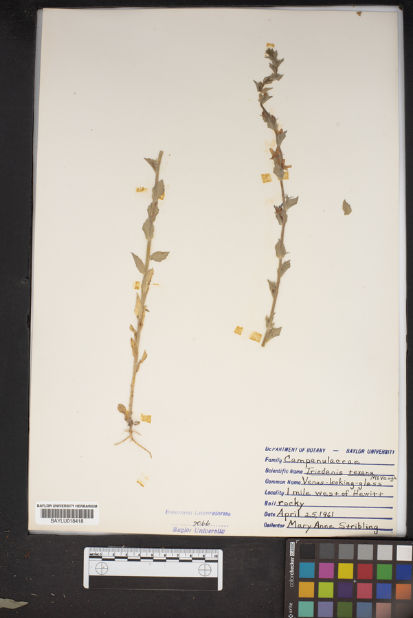 Triodanis texana image