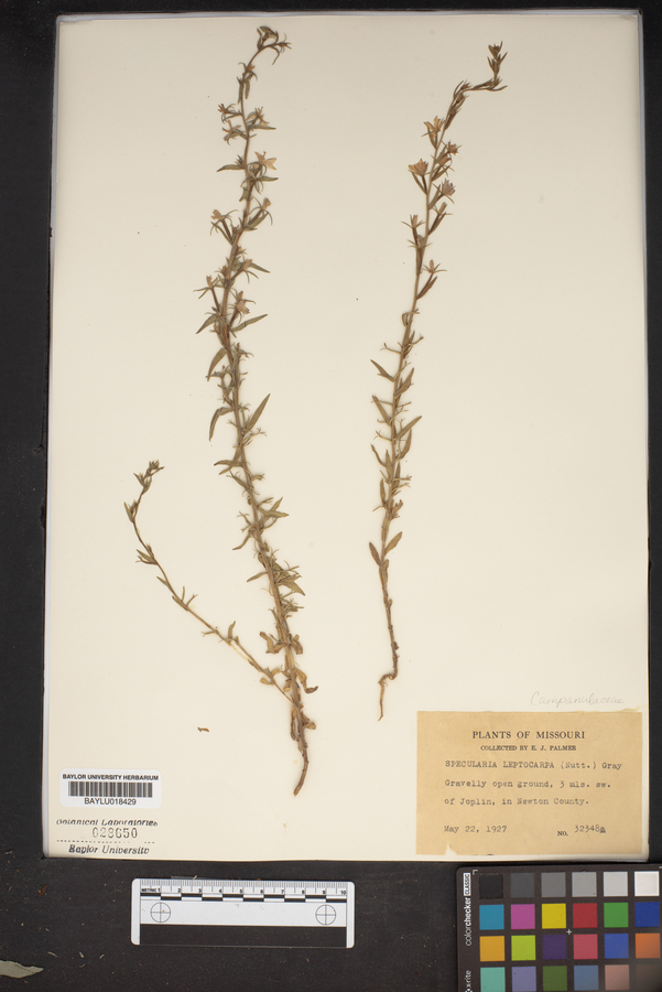 Specularia image