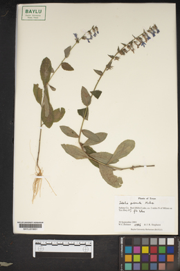 Lobelia pubescens image