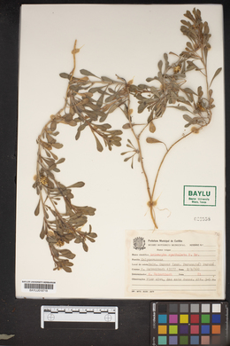 Acicarpha spathulata image