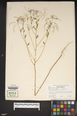 Warea cuneifolia image