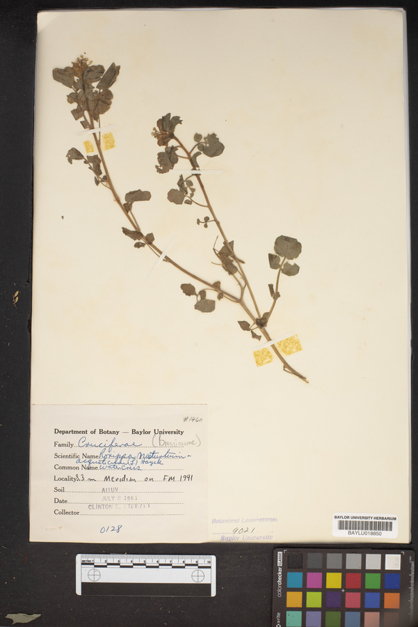 Rorippa nasturtium image