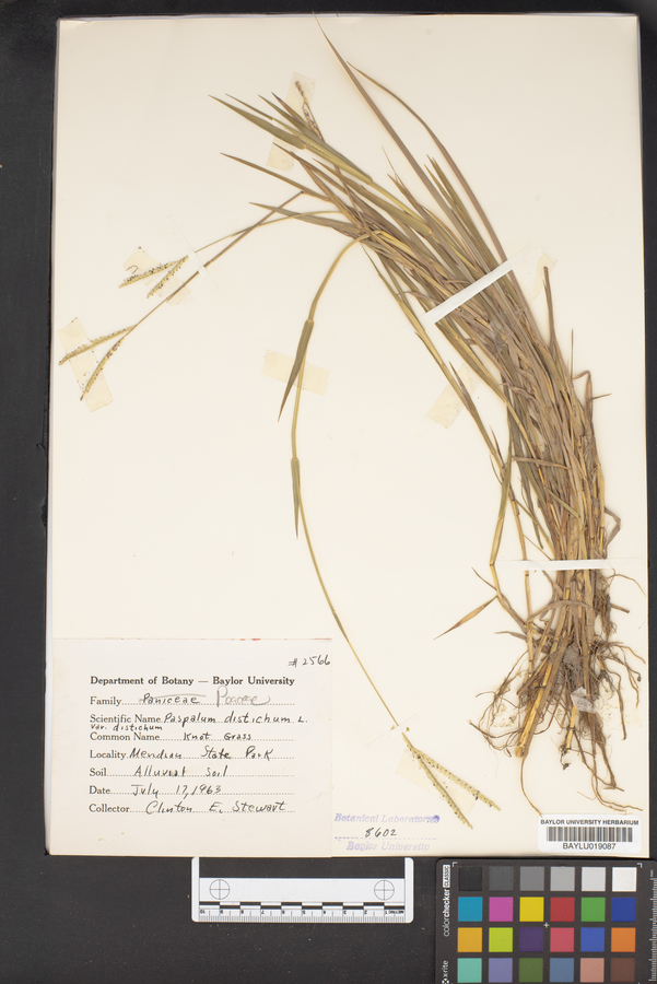 Paspalum distichum var. distichum image