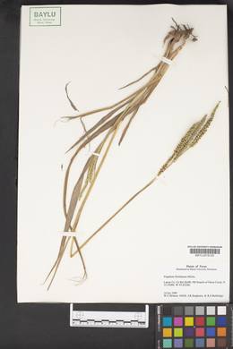 Paspalum floridanum image