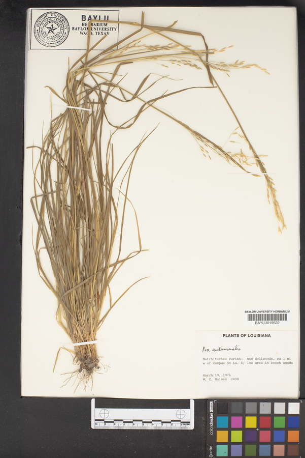 Poa autumnalis image