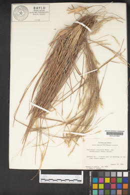 Schizachyrium scoparium var. scoparium image