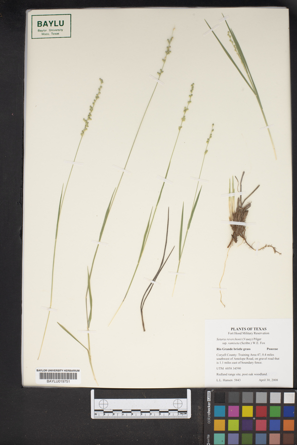 Setaria reverchonii subsp. ramiseta image