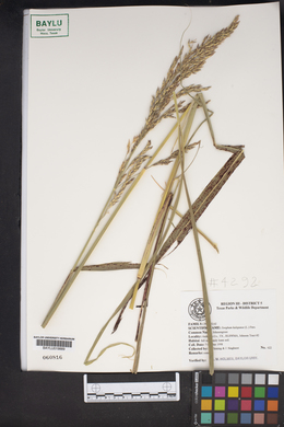 Sorghum halepense image