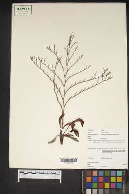 Limonium carolinianum image