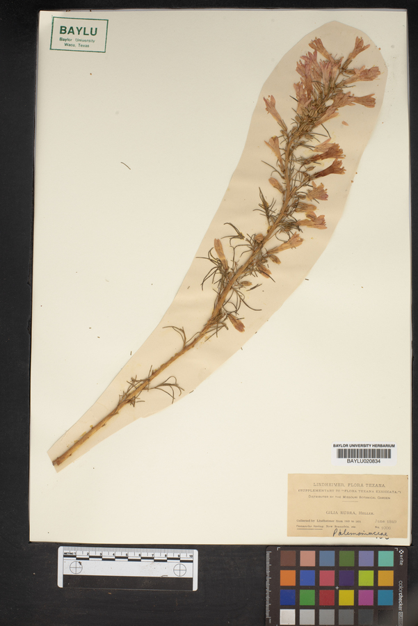 Gilia rubra image