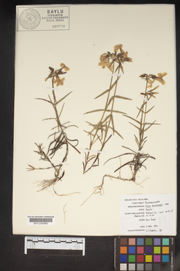 Phlox drummondii image