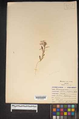 Phlox variabilis subsp. latisepala image
