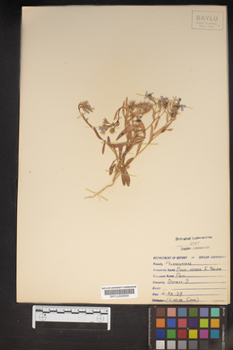 Phlox variabilis subsp. latisepala image