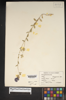 Phlox drummondii image