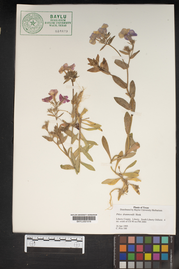 Phlox drummondii image
