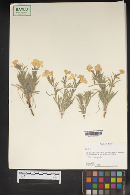 Phlox nana image