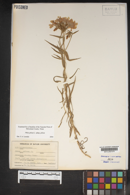 Phlox pilosa subsp. pilosa image