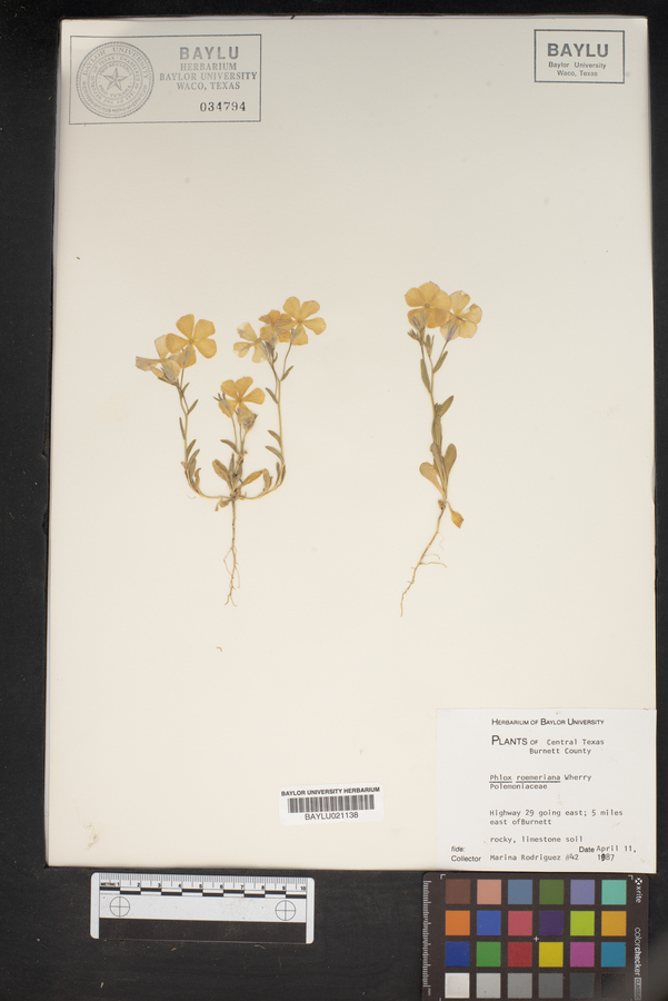 Phlox roemeriana image