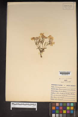 Phlox roemeriana image