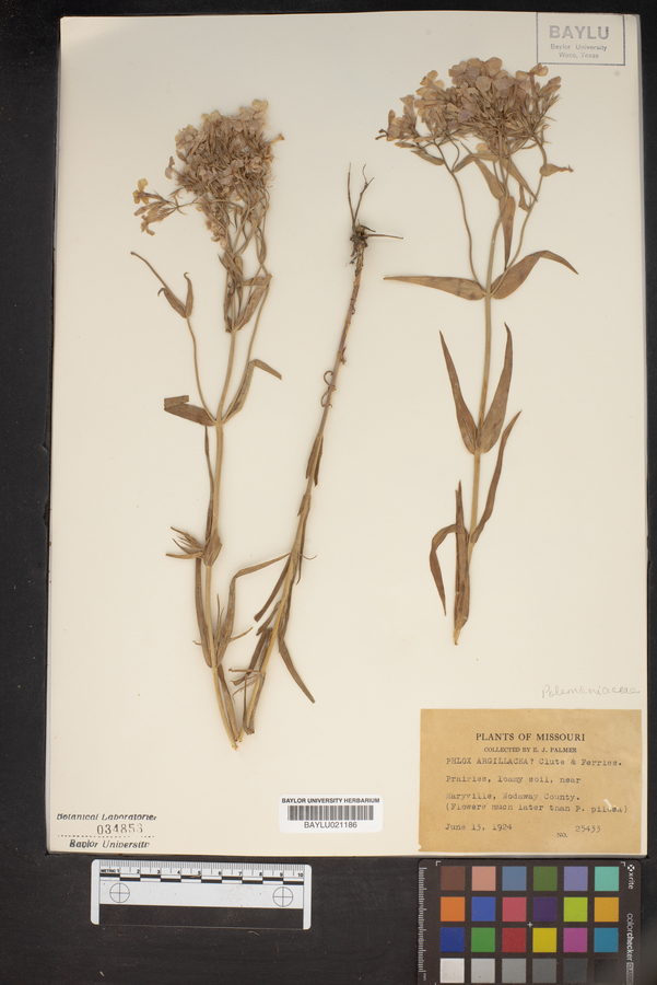 Phlox argillacea image