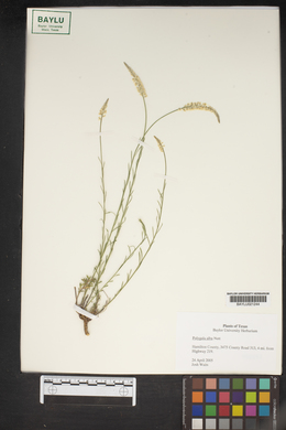 Polygala alba image