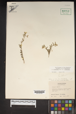 Polygala lindheimeri var. parvifolia image