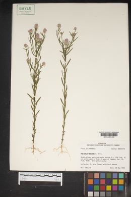 Polygala mariana image