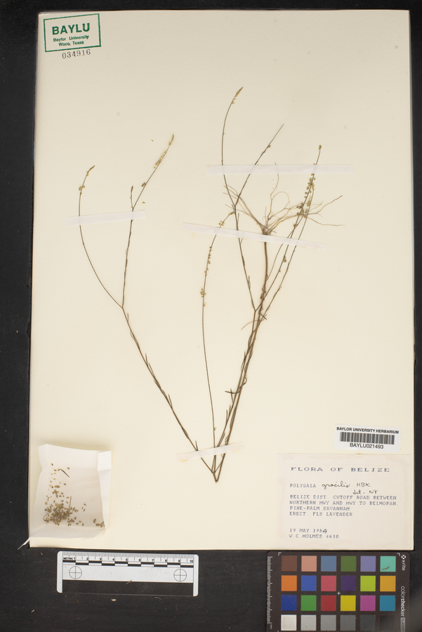 Polygala gracilis image