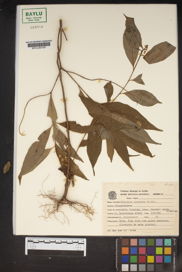 Polygala laureola image