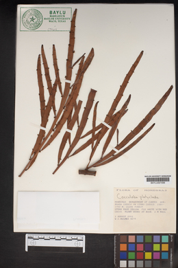 Image of Muehlenbeckia platyclados