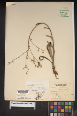 Eriogonum longifolium image