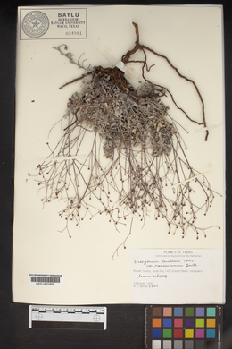 Eriogonum tenellum var. ramosissimum image