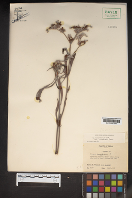 Eriogonum longifolium var. lindheimeri image
