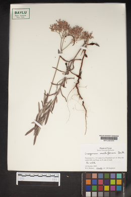 Eriogonum multiflorum image