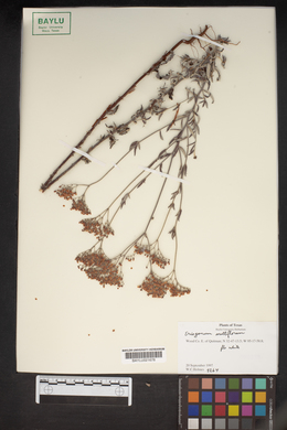 Eriogonum multiflorum image