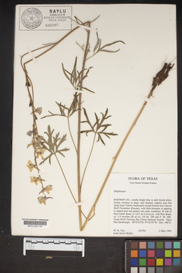 Delphinium carolinianum subsp. virescens image