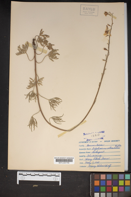 Delphinium carolinianum subsp. virescens image