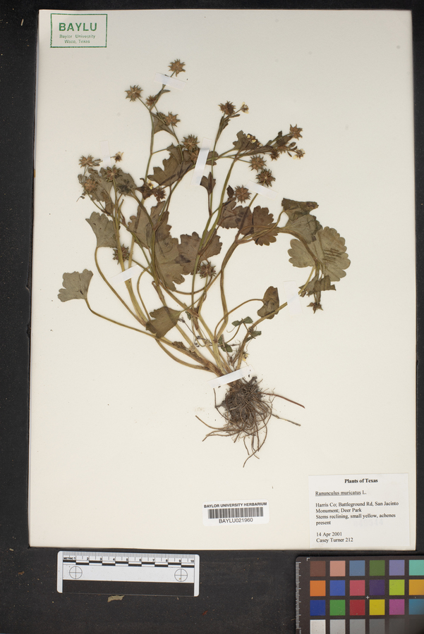 Ranunculus muricatus image