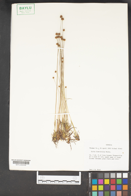 Xyris brevifolia image