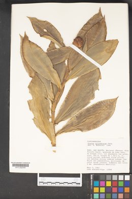 Costus cylindricus image