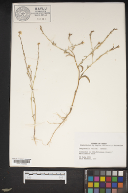Physaria valida image