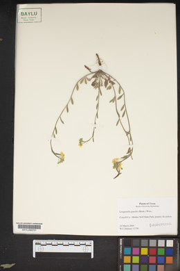 Physaria gracilis subsp. gracilis image