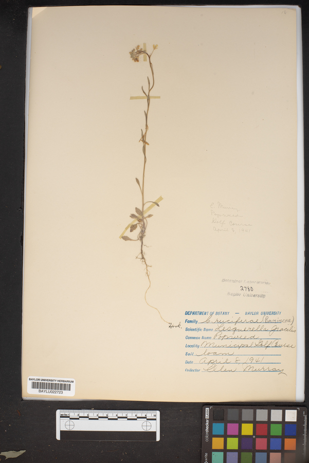 Physaria gracilis subsp. gracilis image