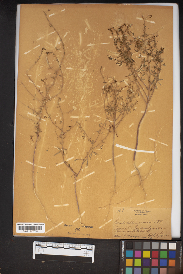 Polanisia jamesii image