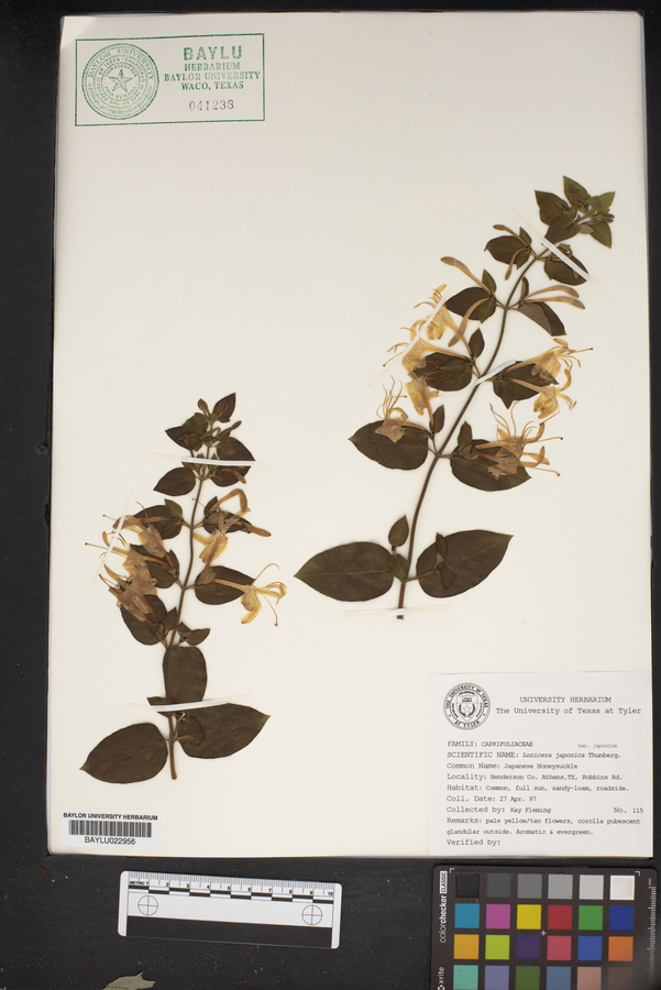 Lonicera japonica var. japonica image
